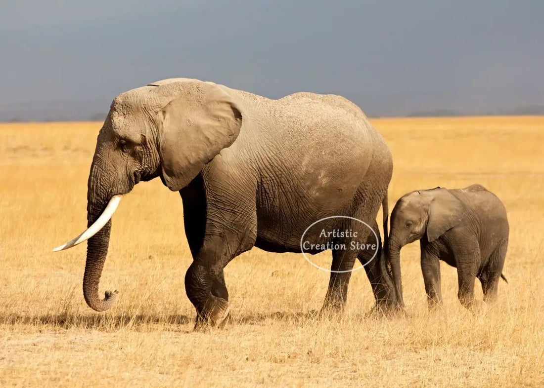 African Elephant Sunset Canvas