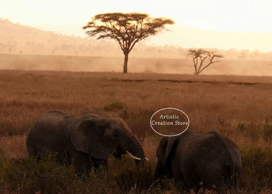 African Elephant Sunset Canvas
