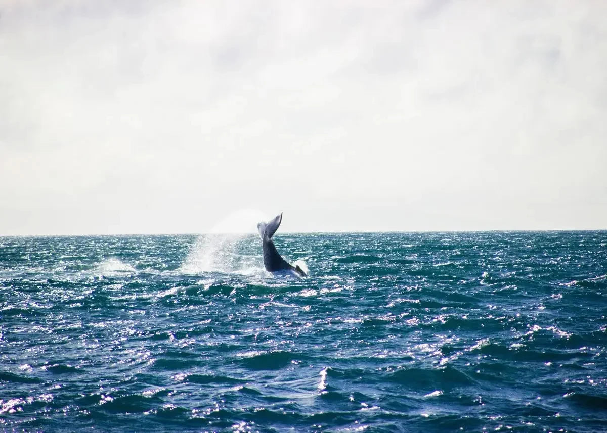 Simple Ocean Beach Canvas
