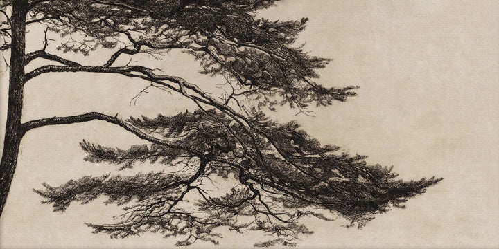 Pine Tree Branch Print