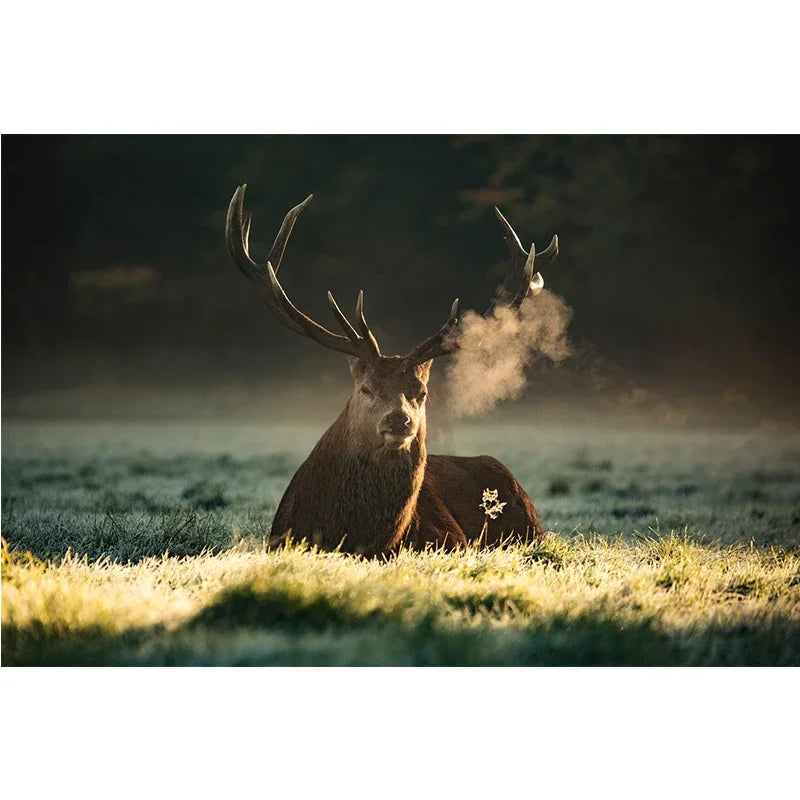 Cute Deer Jungle Canvas