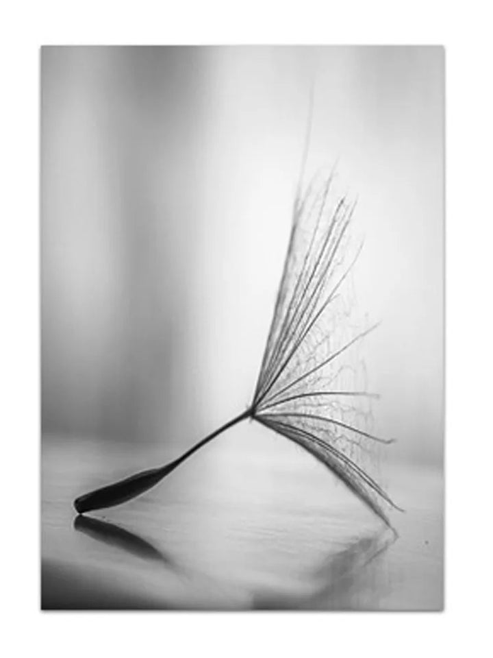 Black White Dandelion Poster