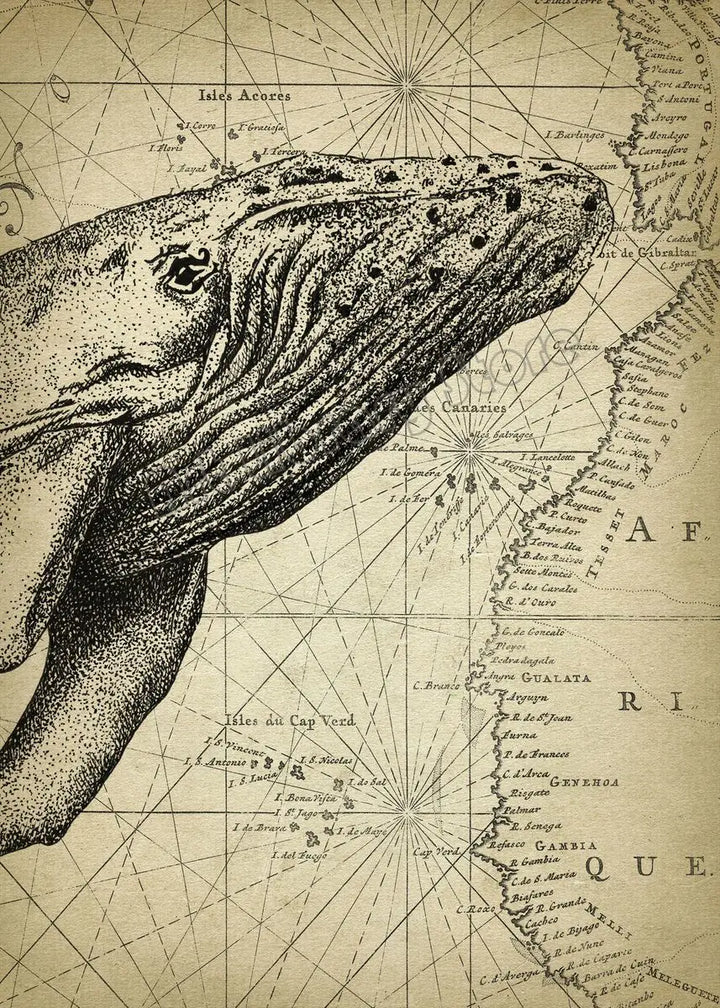 Marine Whale World Map Art